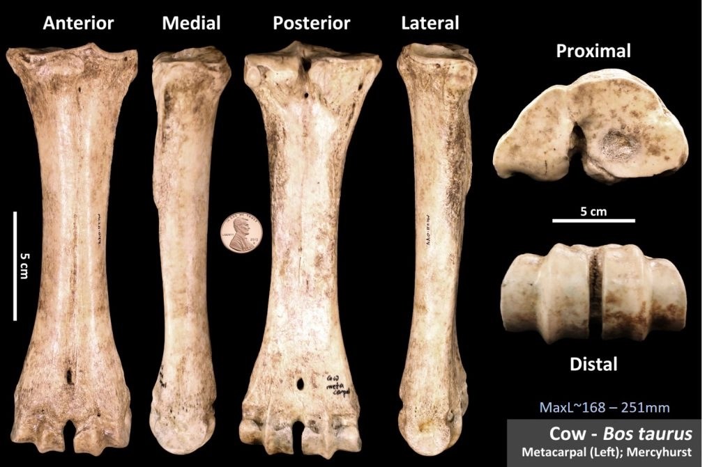 Cow Metacarpal OsteoID Bone Identification