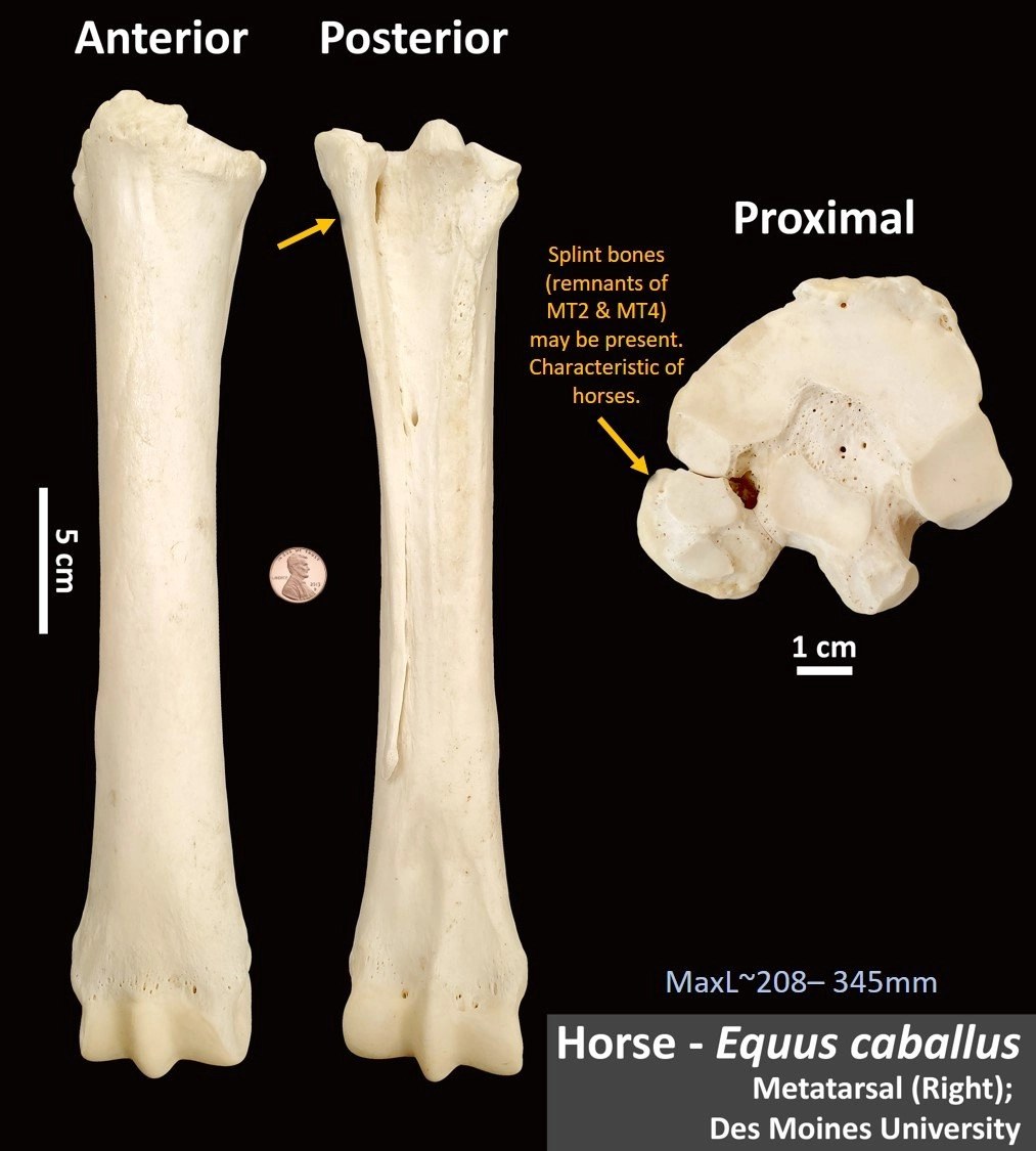 Horse Metatarsal OsteoID Bone Identification