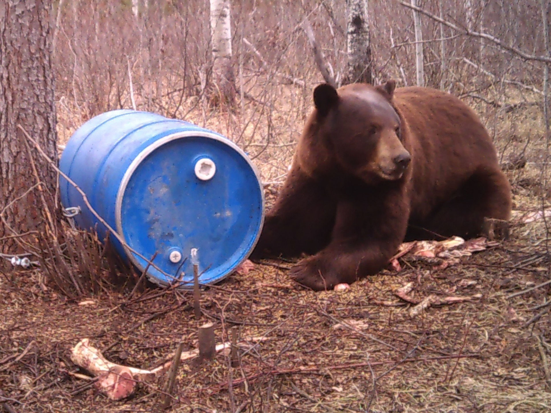 Black Bear Hunts Saskatchewan Best Destination Black Bear Hunting