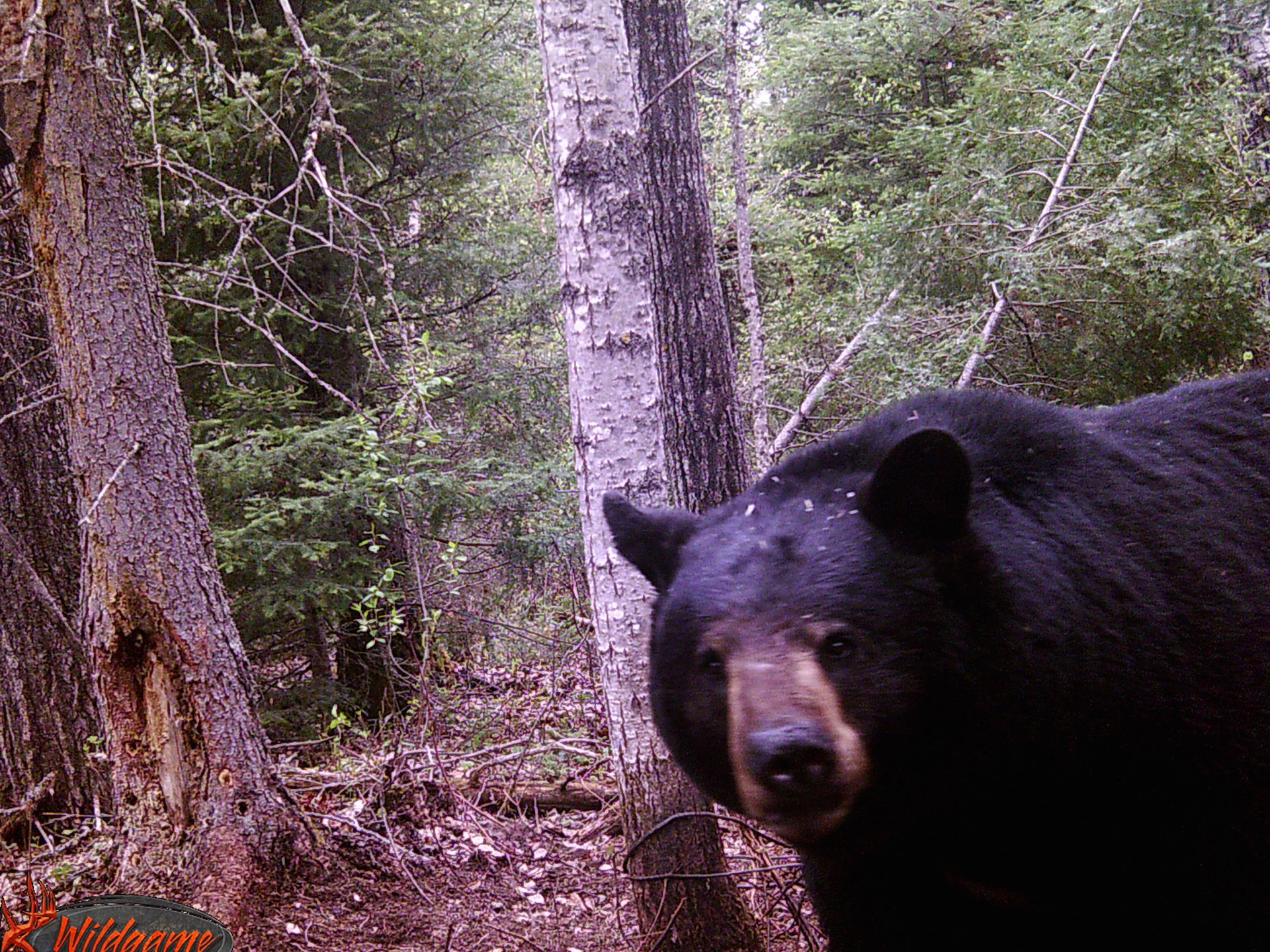 Black Bear Hunts Saskatchewan Best Destination Black Bear Hunting