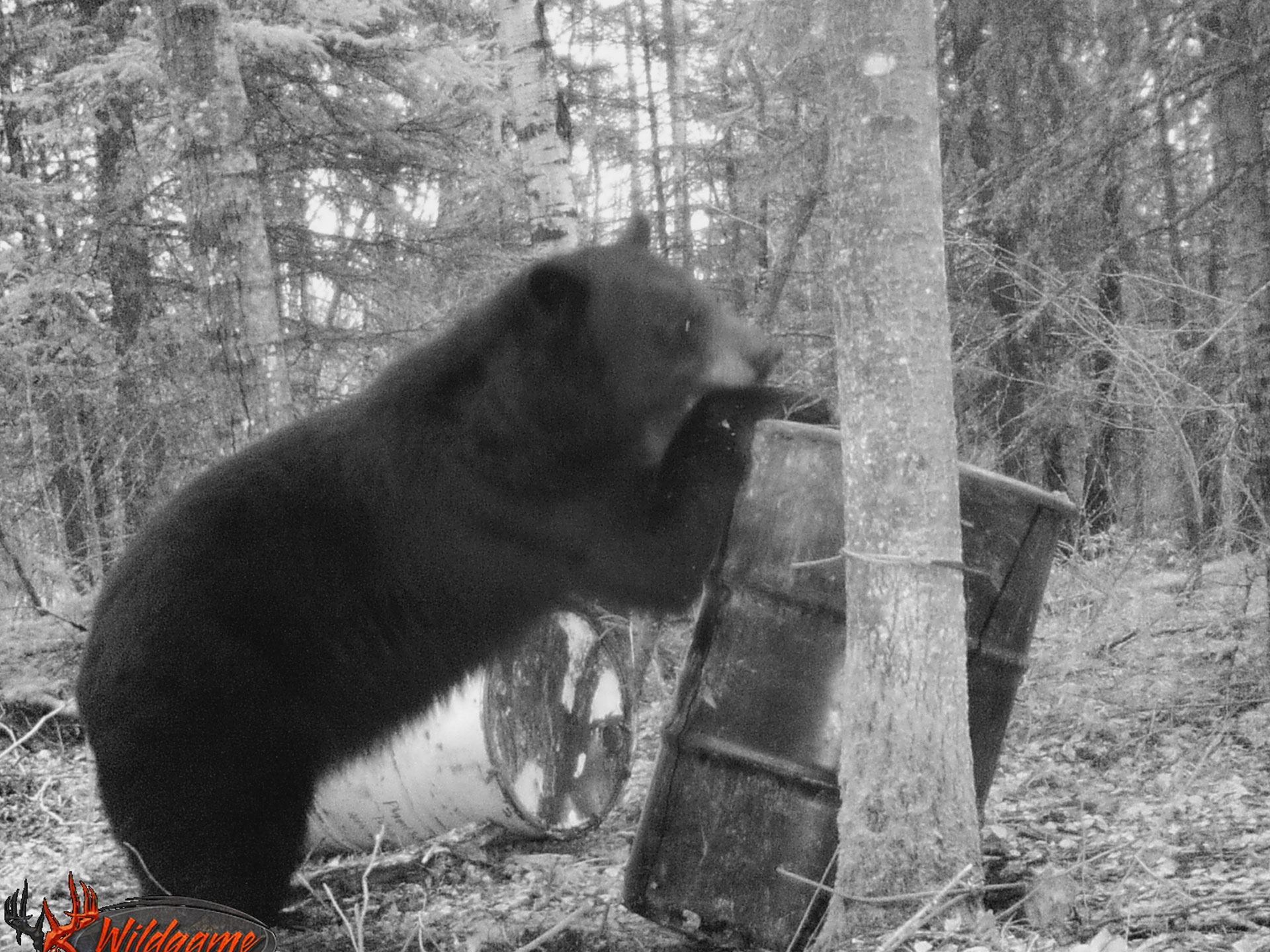 Black Bear Hunts Saskatchewan Best Destination Black Bear Hunting