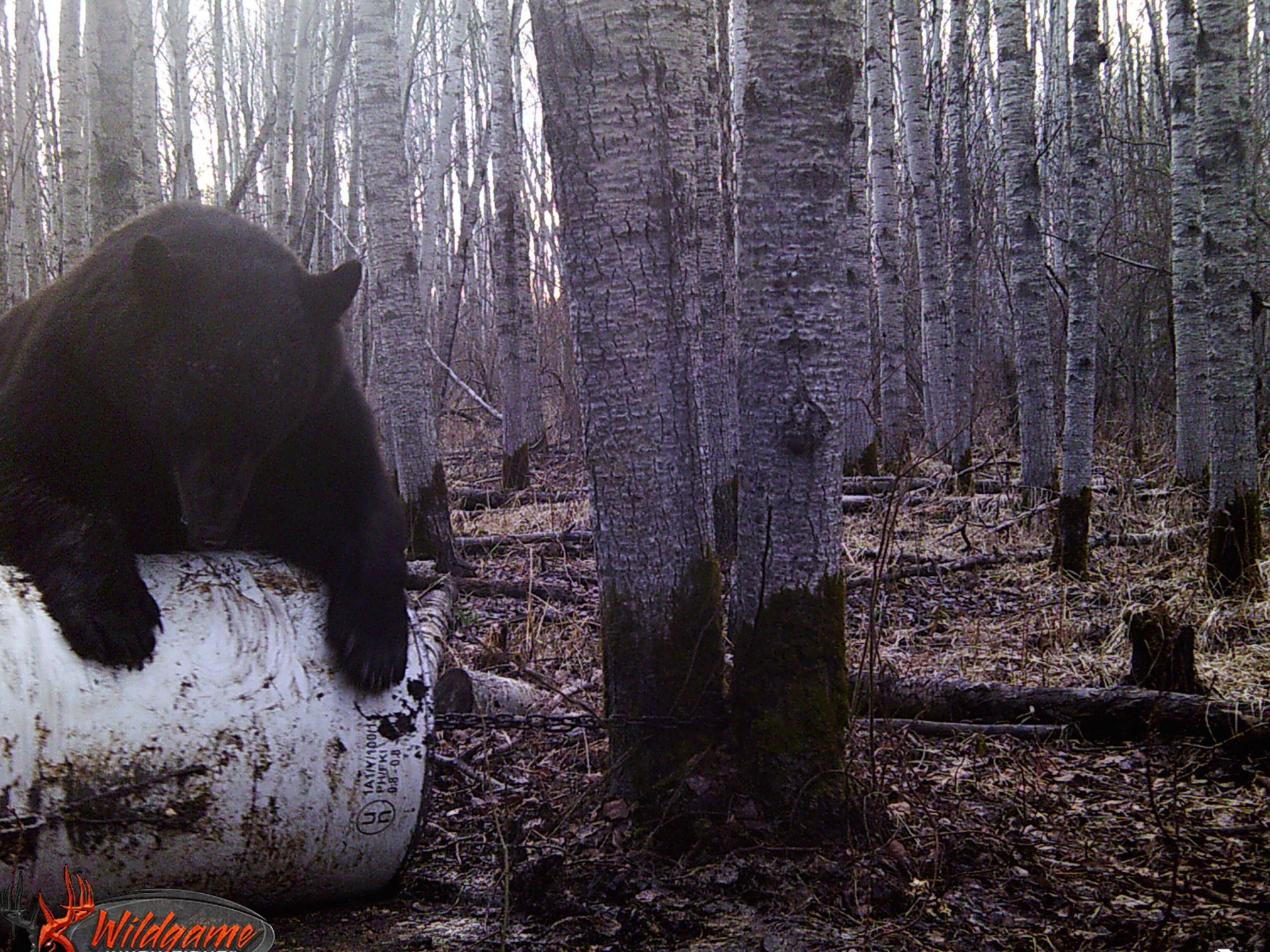 Black Bear Hunts Saskatchewan Best Destination Black Bear Hunting
