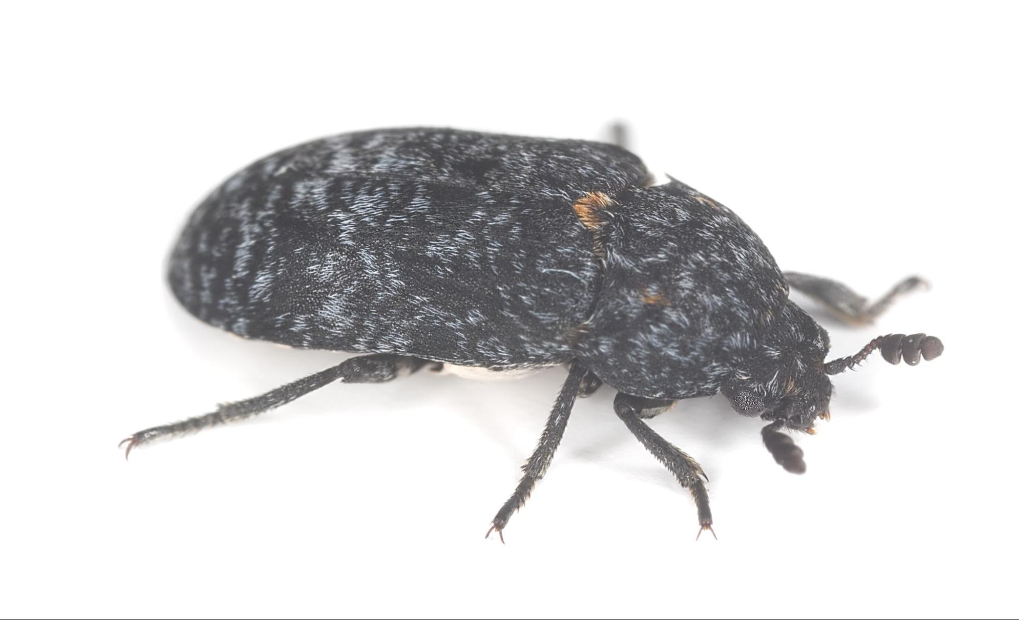 Why Do the Best Hunters Use Dermestid Beetles for Hunting Trophy