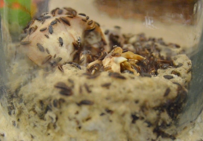 How Fast Do Dermestid Beetles Reproduce? Kodiak Bones and Bugs Taxidermy