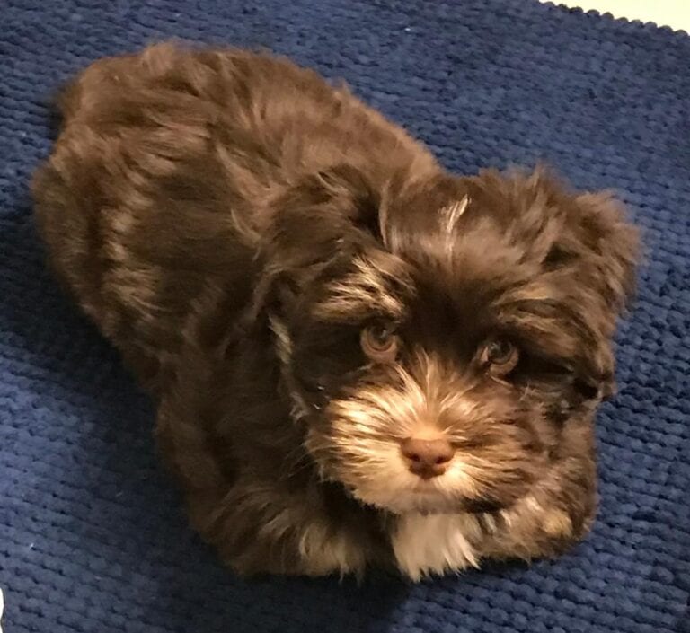 Pet Raw Food in Ontario Burlington Healthy Supplements For Pets