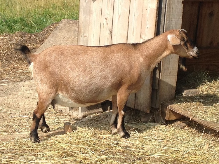 Bei ya korosho yawachanganya wakazi wa Lindi, mbuzi ...