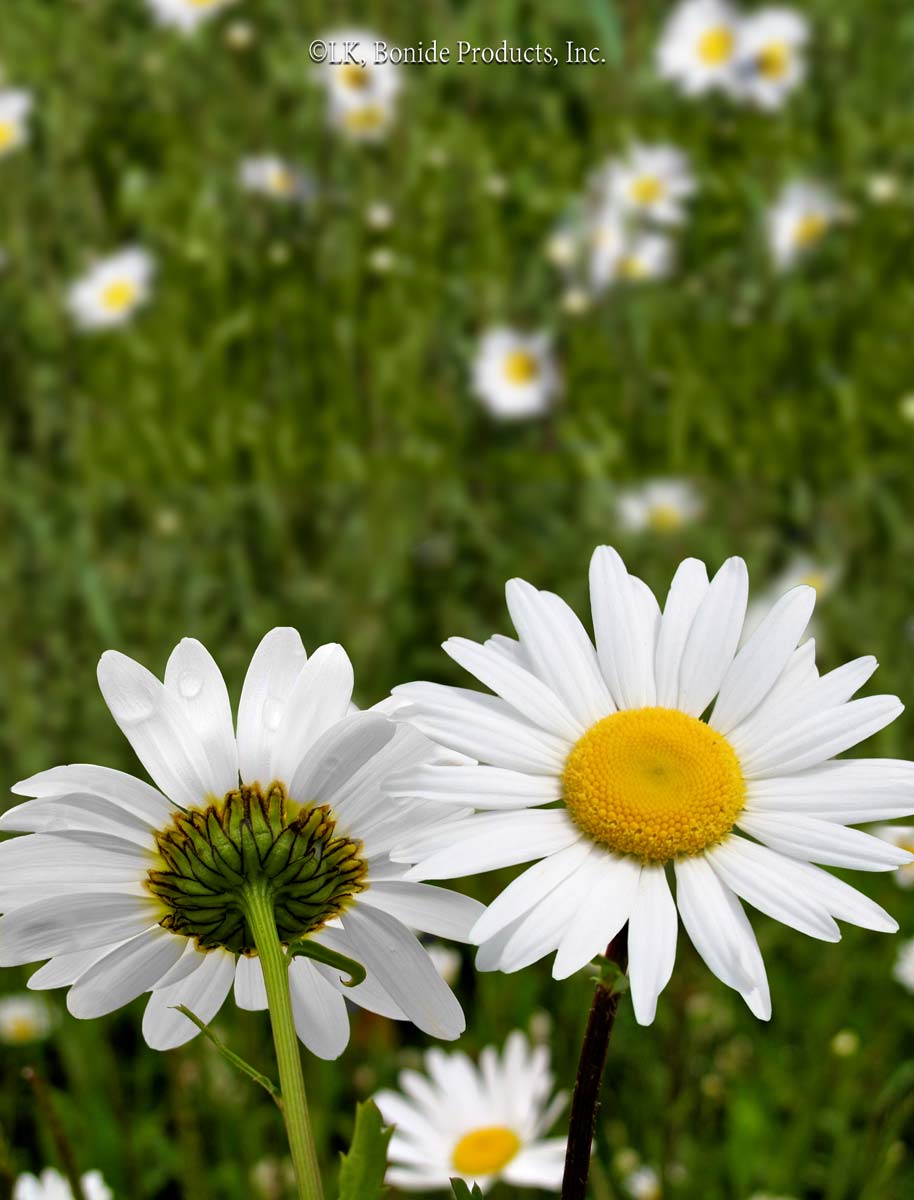 Oxeye Daisy Bonide