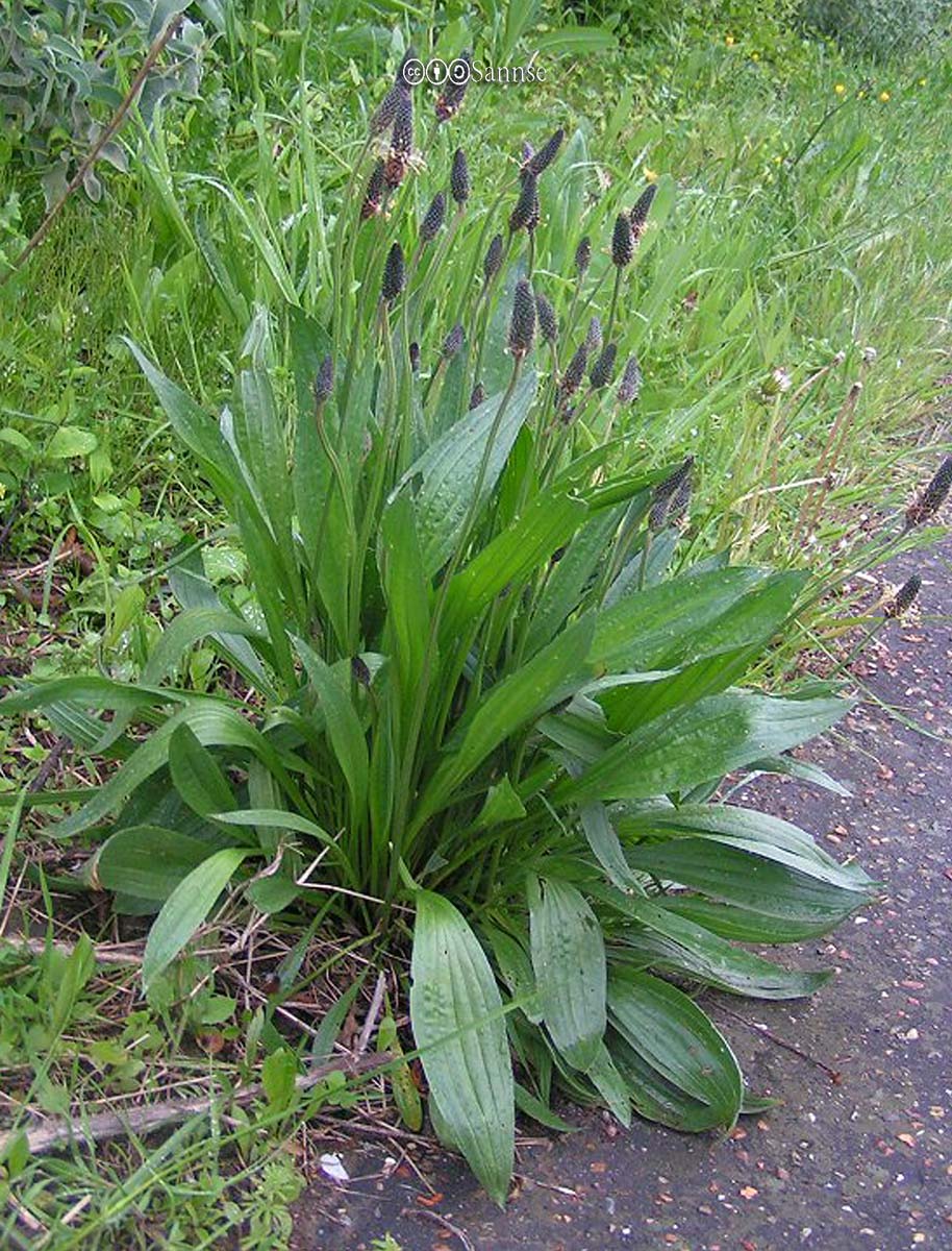 Plantain, Narrowleaf Bonide