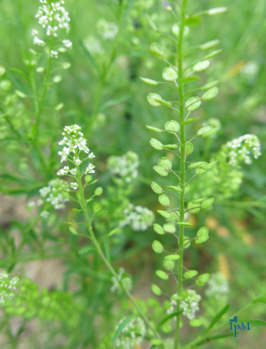 Peppergrass Bonide