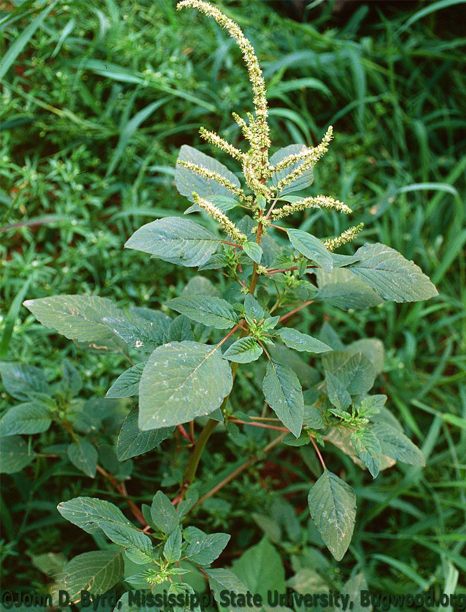 Amaranth, Spiny Bonide