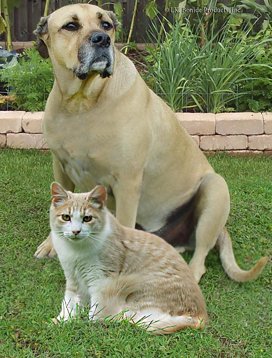 Why Do Dogs Protect Kittens