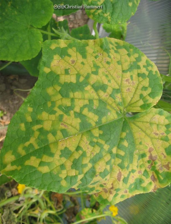 Downy Mildew Bonide