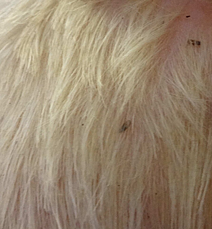 fleas Bonnie Dogs Dog groomers in Bookham, Leatherhead, Surrey