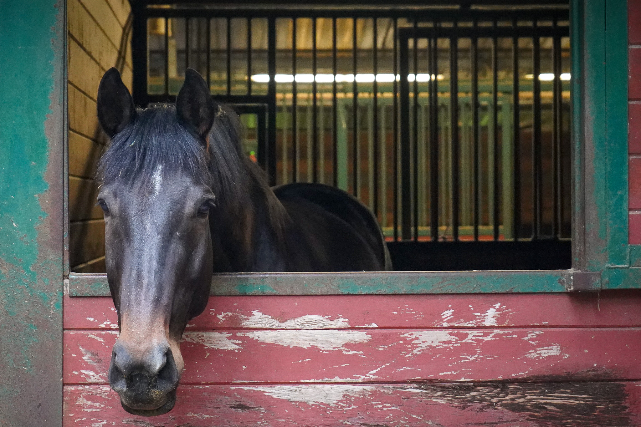 Info Bonny Doon Equestrian Park