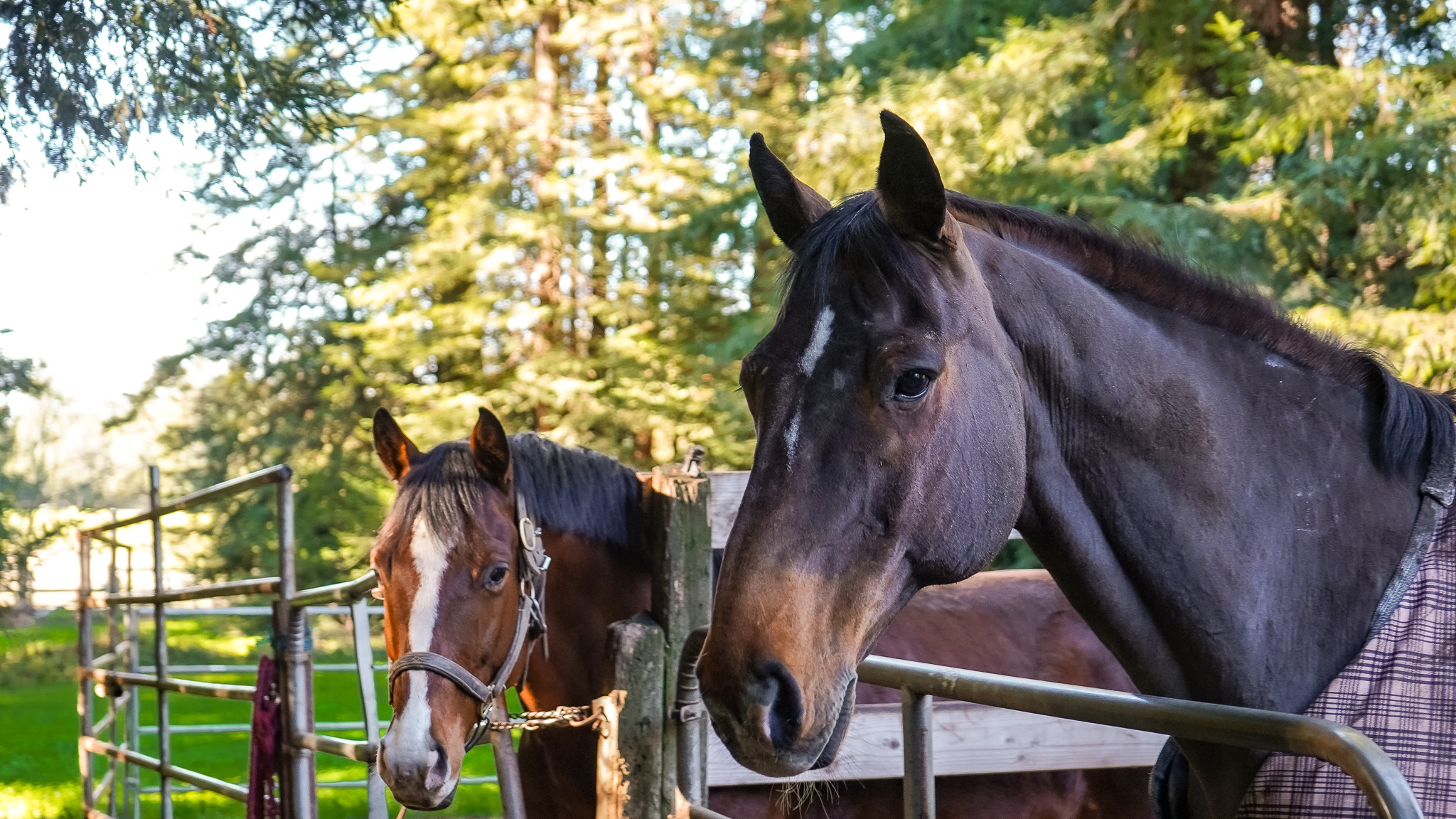 Bonny Doon Equestrian Park