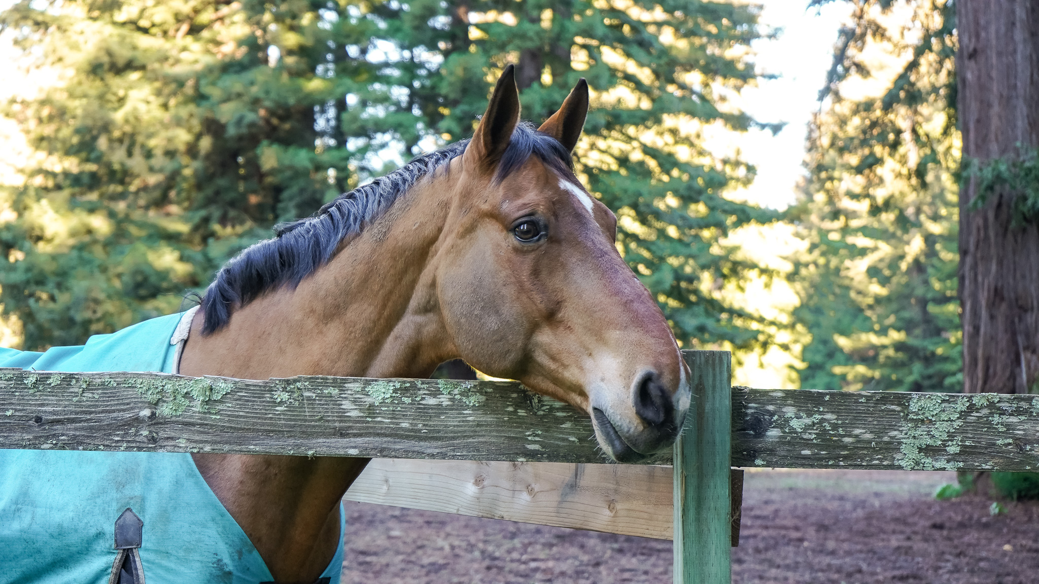 Info Bonny Doon Equestrian Park