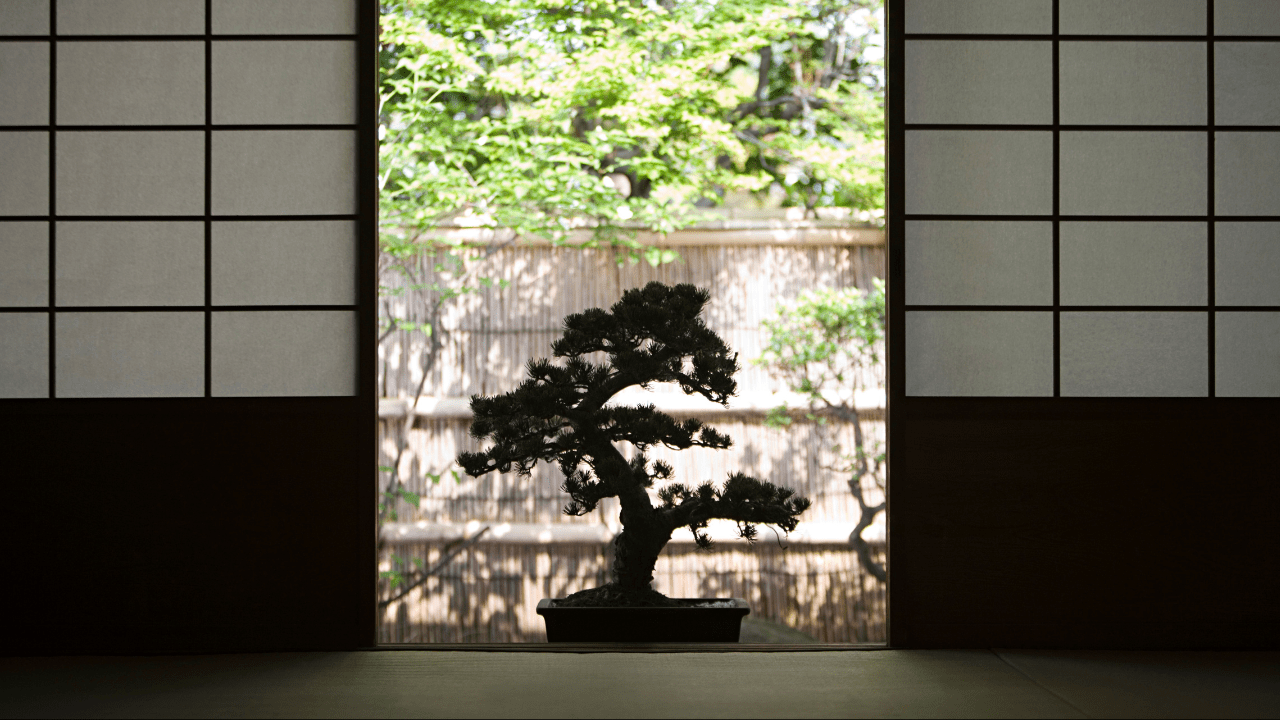 Positioning Your Bonsai Sunlight and Location Guide Bonsai Arbor