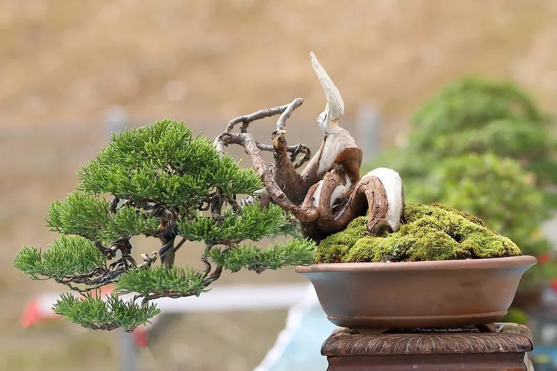 Master Jin A Guide to Creating Bonsai Deadwood Features Bonsai Arbor