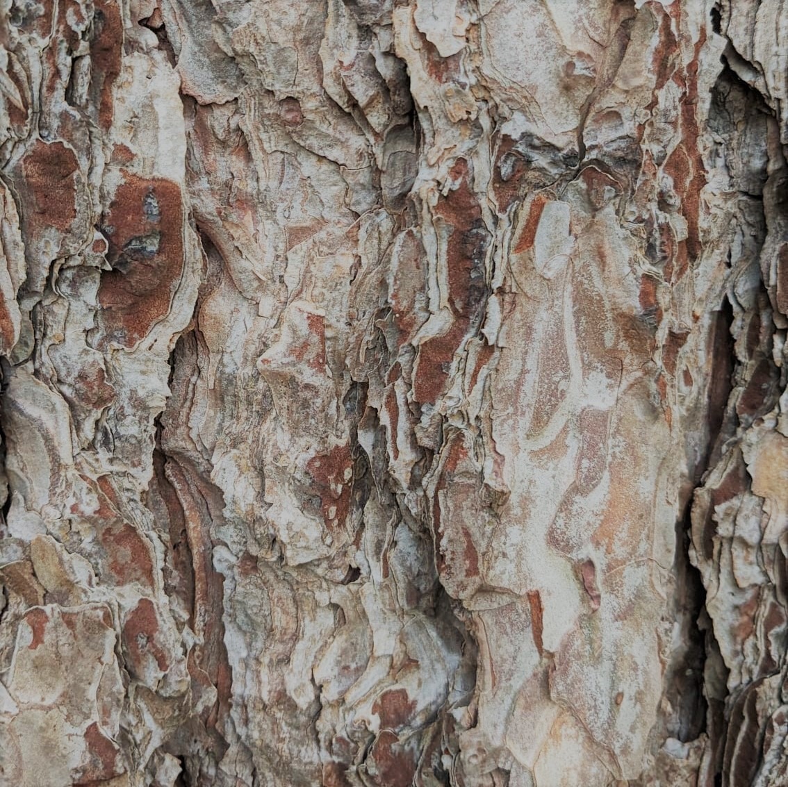 Bark (Cork Cambium) Bonsai Science