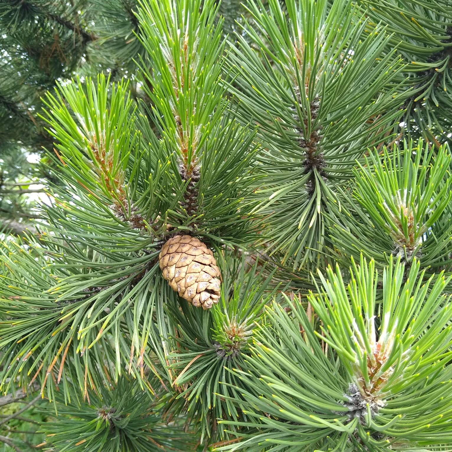 Conifer Leaves Bonsai Science