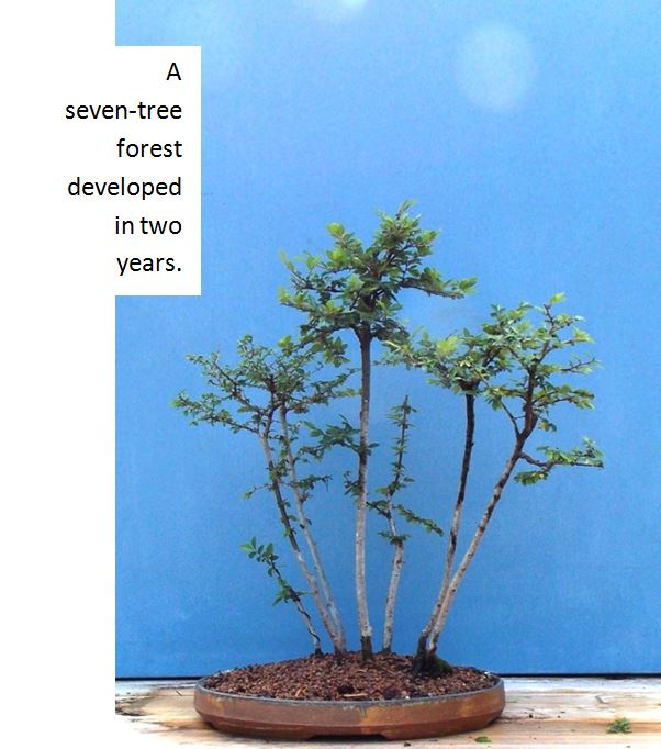 Best Bonsai Trees for Beginners Chinese Elm Bonsai South