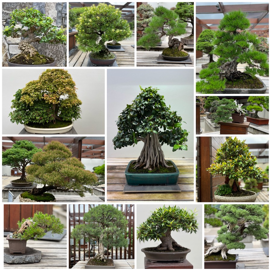 National Bonsai and Penjing Collection of Australia Bonsai Society of