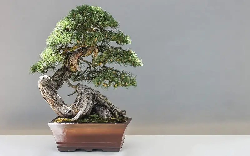 How Often Do You Water Bonsai Trees Bonsai Alchemist