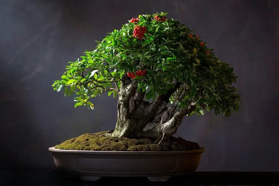 Bonsai History Bonsai Alchemist