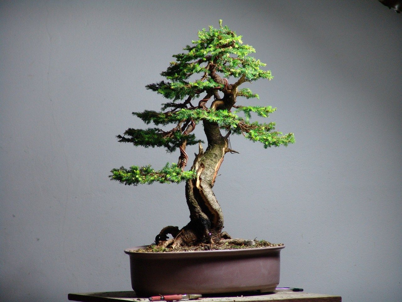 Spruce Tree Bonsai Picea Exciting 1 Care Guide!