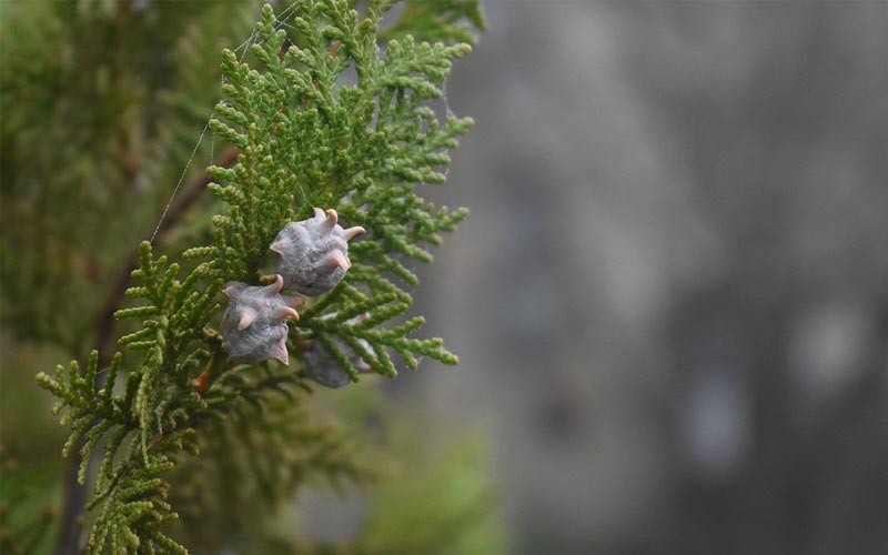 Juniper Bonsai Common Issues Bonsai Alchemist 101