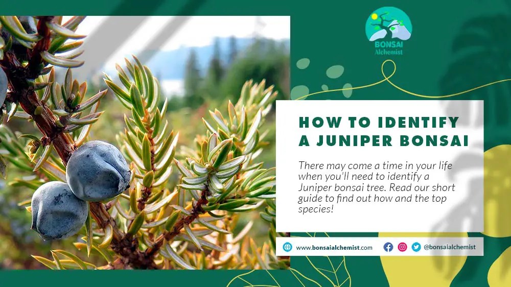 How to identify a Juniper bonsai Bonsai Alchemist 101