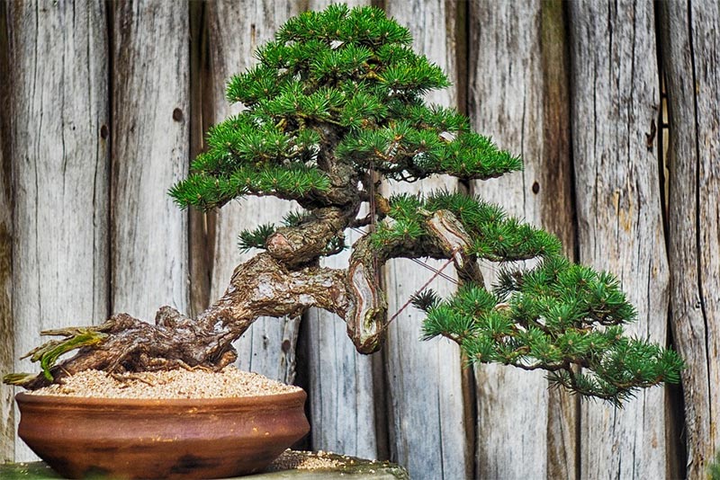 Learn About Bonsai Tree Diseases Bonsai Alchemist 101