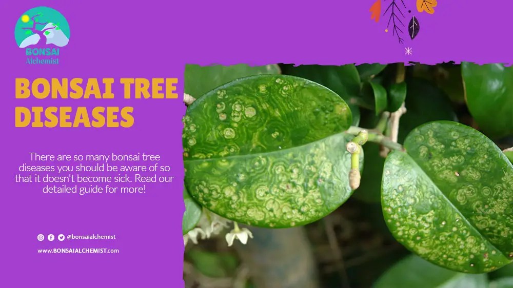 Learn About Bonsai Tree Diseases Bonsai Alchemist 101