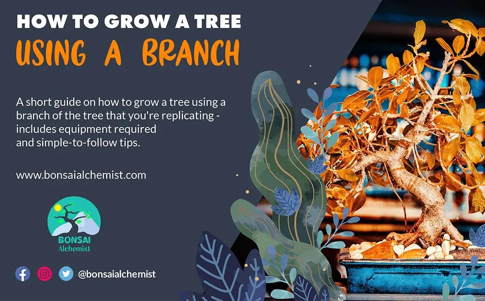 How To Grow a Tree Using a Branch 2021 Guide