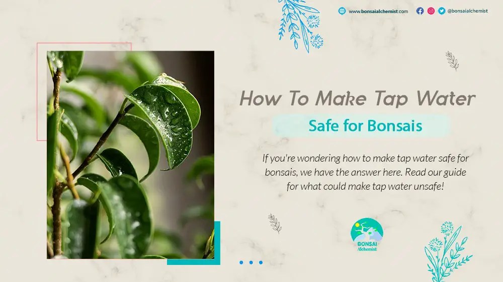 How To Make Tap Water Safe Bonsai Alchemist 101
