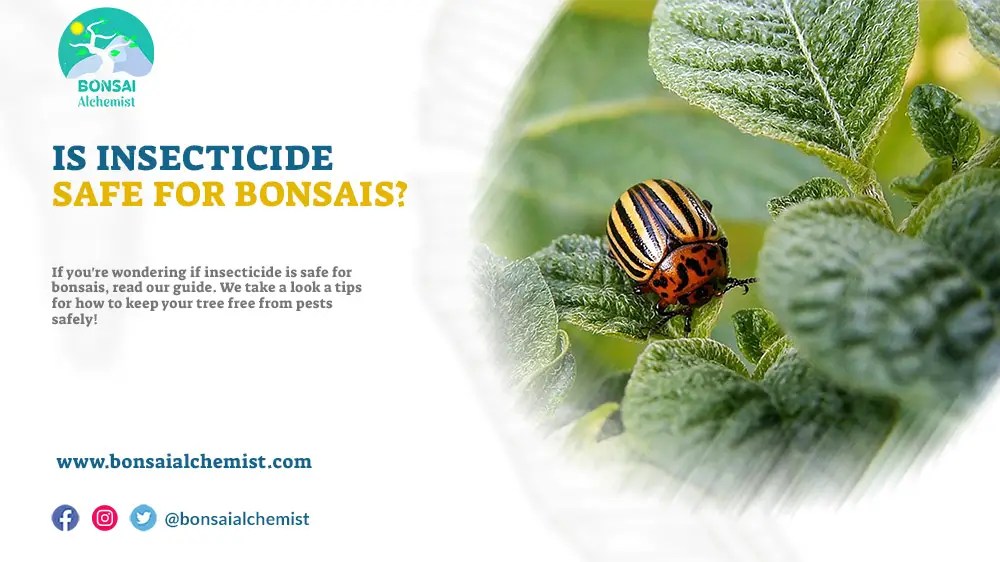 Is Insecticide Safe for Bonsais? Bonsai Alchemist 101
