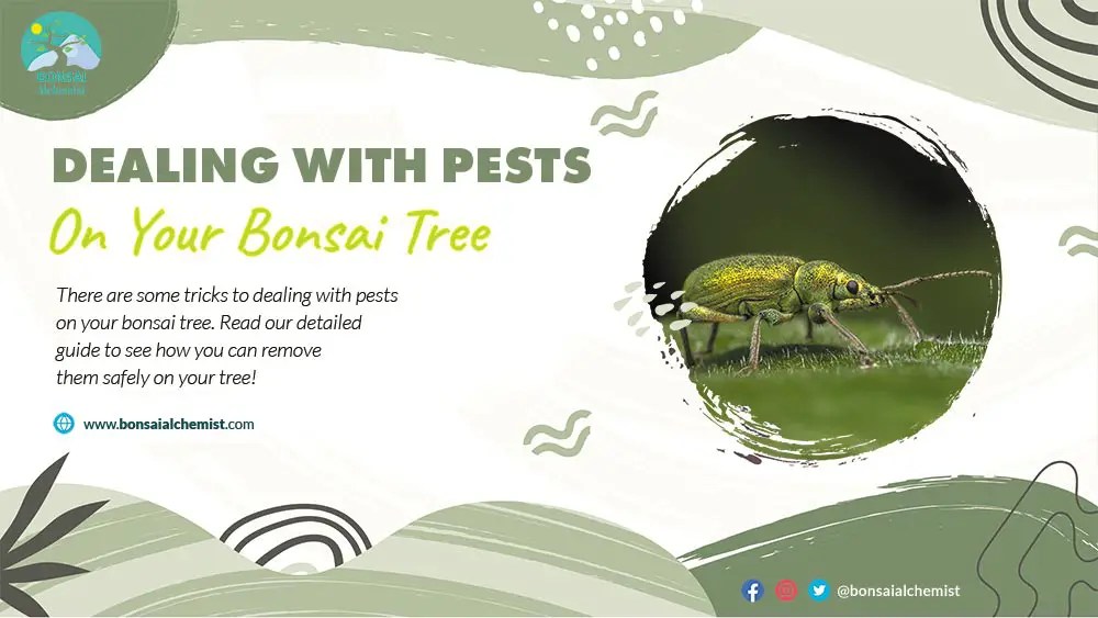 Dealing with Pests on Your Bonsai Tree Bonsai Alchemist 101