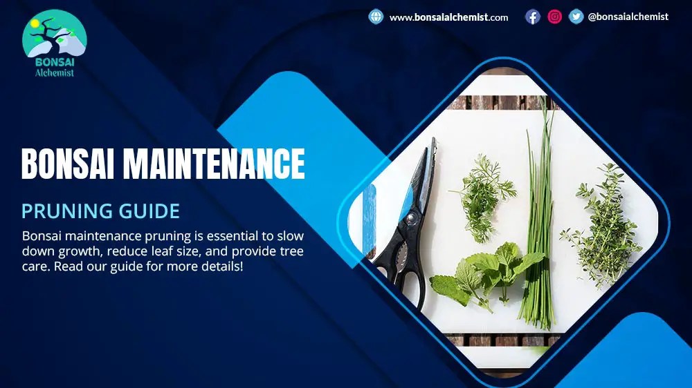 Bonsai Maintenance Pruning Guide Bonsai Alchemist 101