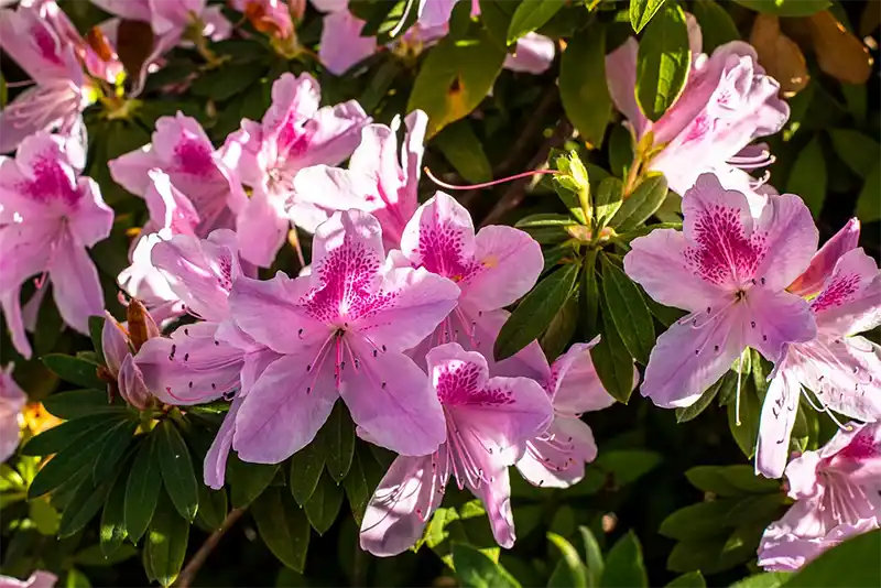 How Do You Increase Azalea Growth Rate? Bonsai Alchemist 101
