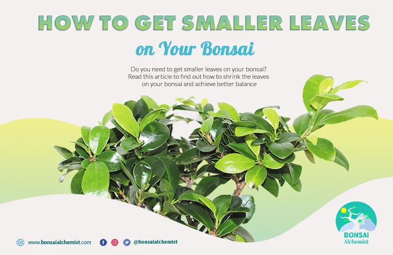 How to Get Smaller Leaves on Your Bonsai Bonsai Alchemist