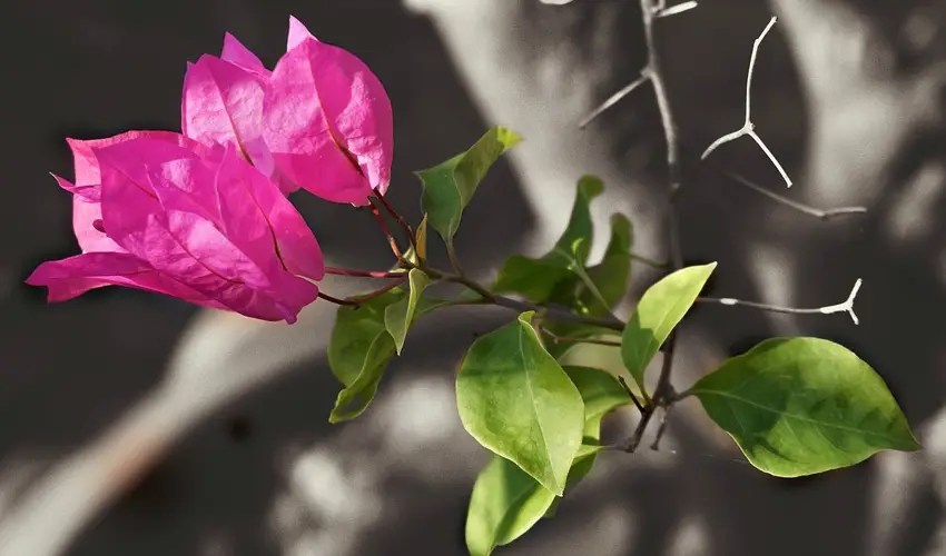 How Do You Get Rid Of Bougainvillea Thorns? Bonsai Alchemist 101