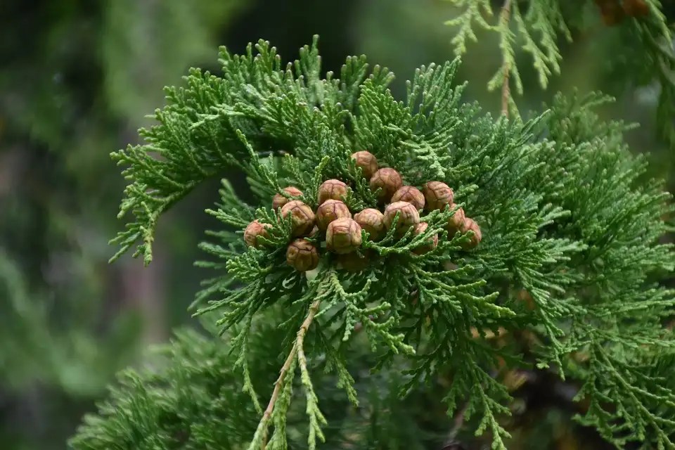 What Does a Juniper Tree Look Like? Juniper Identification