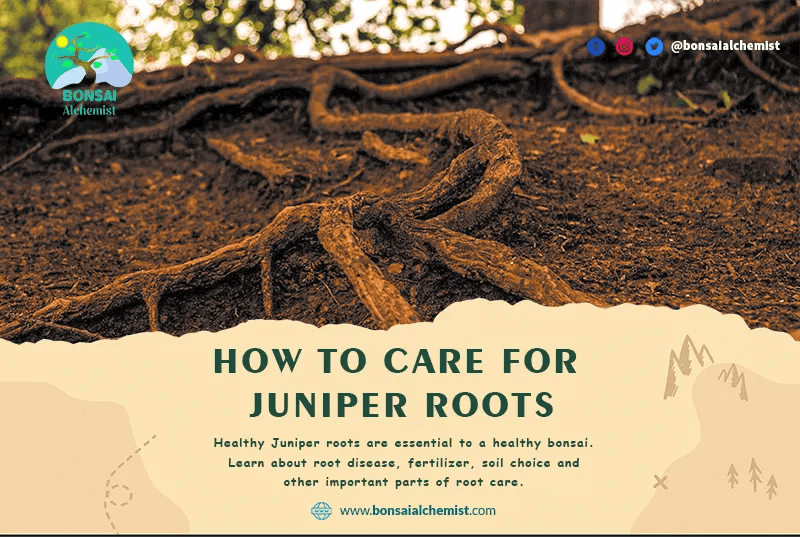 How To Care For Juniper Roots and Why It Matters