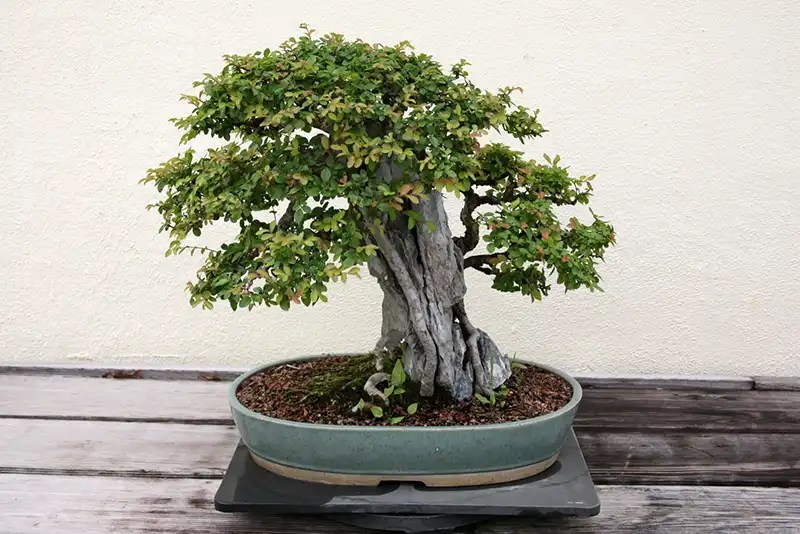 Chinese Elm Bonsai Repotting Guide Bonsai Alchemist 101