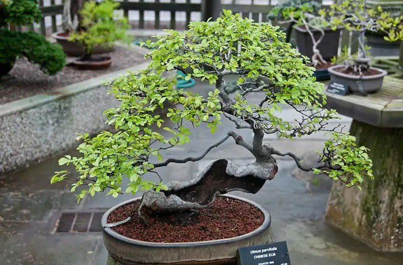 Chinese Elm Bonsai Repotting Guide Bonsai Alchemist 101