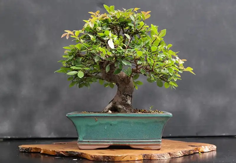 How to Prune a Chinese Elm Bonsai Bonsai Alchemist 101