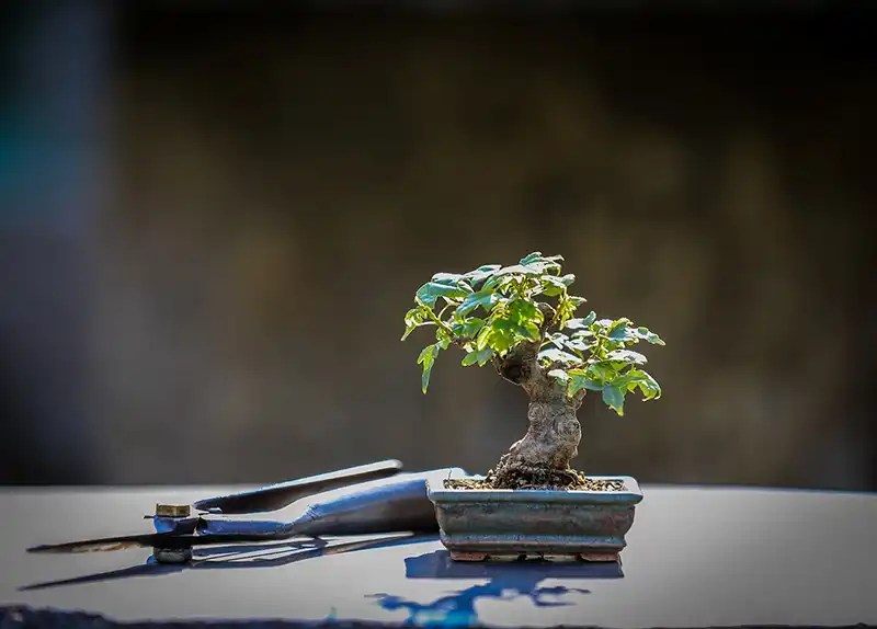 How to Prune a Chinese Elm Bonsai Bonsai Alchemist 101