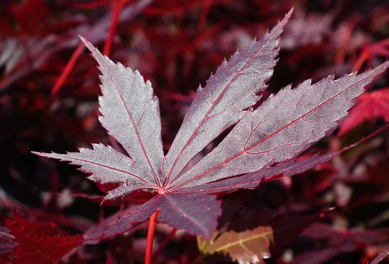 Air Layering a Japanese Maple Bonsai Propagation