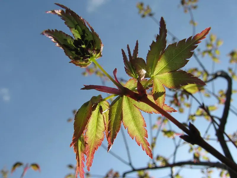 Graft the Japanese Maple Tree Bonsai Propagation
