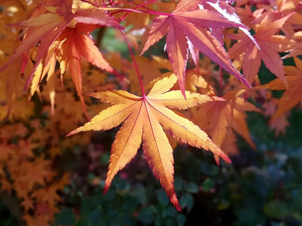 Japanese Maple Bonsai Pests and Diseases Tree Care Guide